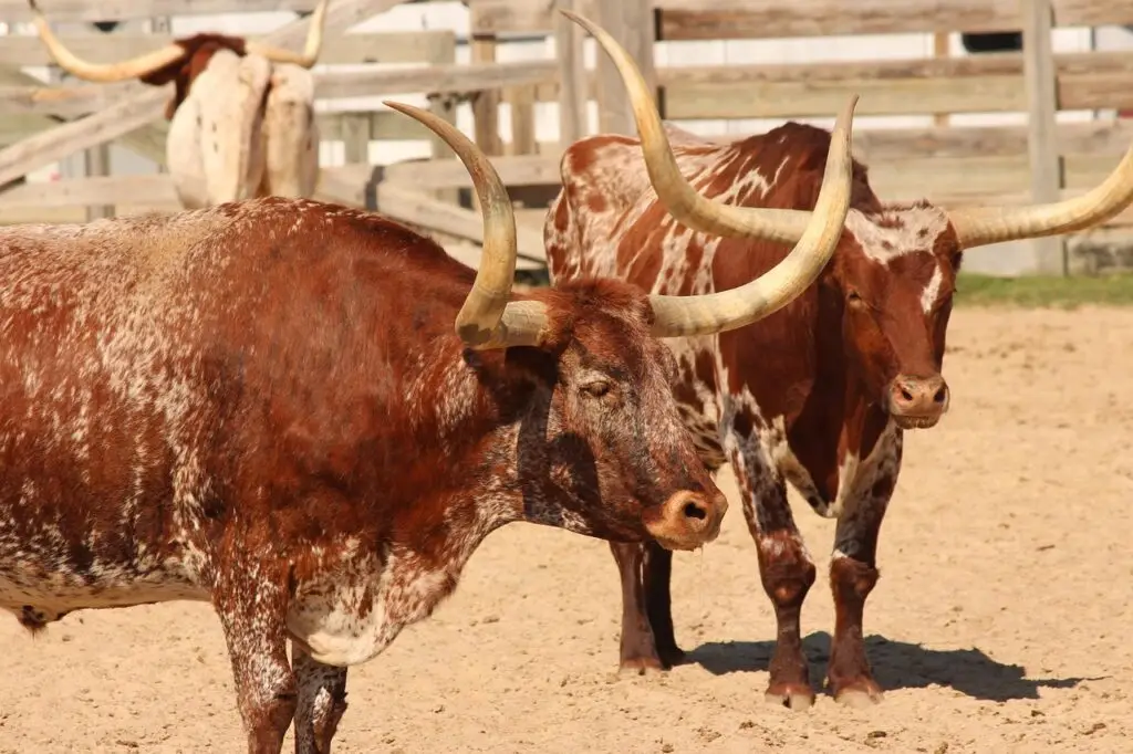 longhorn, cattle, livestock, agriculture, bull, ranch, animal, horns, nature, bovine, texas